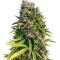 Семена сорта Afghanka Auto fem (Семяныч)