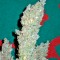 Семена сорта Bubble Gum reg (Serious Seeds)