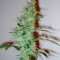 Семена сорта Supersonic Cristal Storm Auto fem (Samsara Seeds)