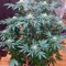 Семена сорта Kaia Kush fem (Green House Seed)