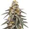 Семена сорта Gator Breath fem (7CH American)