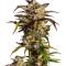 Семена сорта Ultimate Lemon Haze Auto fem (Семяныч)
