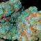 Семена сорта Ultimate Amnesia Haze Auto fem (Семяныч)