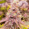 Семена сорта HighCloudZ fem (Green House Seeds)