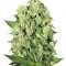 Семена сорта Dutch Cheese reg (Sumo Seeds)