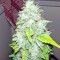 Семена сорта Afghan Kush X Skunk fem (World of Seeds)