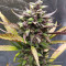 Семена сорта Blackberry auto fem (FastBuds)