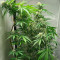 Семена сорта Extreme Impact Auto fem (Heavyweight Seeds)