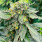 Семена сорта Wedding Crasher Auto fem (7CH Seeds & Advanced Seeds)