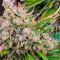 Семена сорта Afghanka Auto fem (Семяныч)