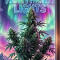 Семена сорта Northern Lights 10 of 10 fem (Seedkeepers)