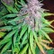 Семена сорта Auto Purple fem (Pyramid Seeds)