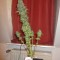 Семена сорта Fruit Spirit fem (Royal Queen Seeds)