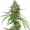 Семена сорта Critical + fem (Dinafem Seeds)