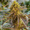 Семена сорта Mandarin Cookies fem (7CH American)