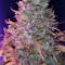 Семена сорта Rhino Ryder Auto fem (FastBuds)