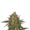 Семена сорта Ice fem (Royal Queen Seeds)
