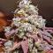 Семена сорта Afghanka Auto fem (Семяныч)