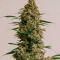 Семена сорта Afghanka Auto fem (Семяныч)