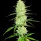 Семена сорта Cinderella's fem (Sumo Seeds)