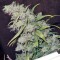 Семена сорта Atomical Haze fem (Paradise Seeds)