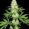 Семена сорта Maya Gold fem (Sumo Seeds)