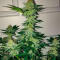 Семена сорта Ultimate Afghan Auto fem (Семяныч)