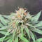 Семена сорта Holy Punch fem (Green House Seeds)