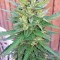 Семена сорта Blue Dream fem (Humboldt Seeds)