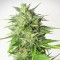 Семена сорта White Widow Automatic fem (Royal Queen Seeds)