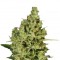 Семена сорта Delahaze fem (Paradise Seeds)
