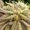 Семена сорта Afghanka Auto fem (Семяныч)