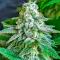 Семена сорта Afghanka Auto fem (Семяныч)