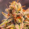 Семена сорта Ultimate Lemon Haze Auto fem (Семяныч)