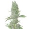 Семена Amnesia XXL Autoflowering шишки