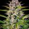 Семена сорта Ultimate Afghan Auto fem (Семяныч)