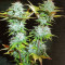 Семена сорта Super Bud Auto fem (Green House Seeds)