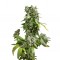 Семена сорта Blue Cheese Autoflowering fem (Dinafem Seeds)