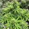 Семена сорта Auto NHL Diesel fem (Victory Seeds)