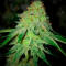Семена сорта Ultimate Afghan Auto fem (Семяныч)