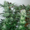 Семена сорта Fast Flowering Green Crack fem (Humboldt Seeds)