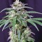 Семена сорта Crystal Candy fem (Sweet Seeds)