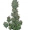 Семена сорта Sweet Special F1 Fast Version fem (Sweet Seeds)