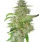 Семена сорта Big Bud fem (Sensi Seeds)