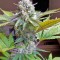 Семена сорта Atomical Haze fem (Paradise Seeds)