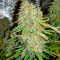 Семена сорта Auto Gorilla Blue fem (Advanced Seeds)