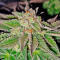 Семена сорта Ghost Train Haze fem (Seedkeepers)
