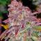 Семена сорта Afghanka Auto fem (Семяныч)