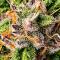 Семена сорта Ultimate Lemon Haze Auto fem (Семяныч)