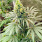 Семена конопли сорта Kush Mints Fast Version